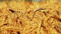 obilí grain-4325262 1280